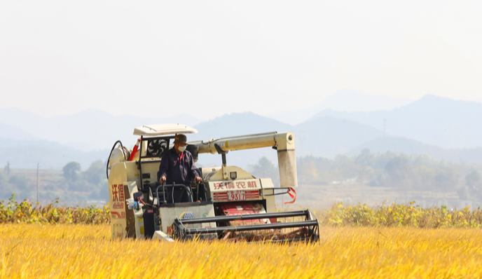 江西彭澤：晚稻飄香搶收忙